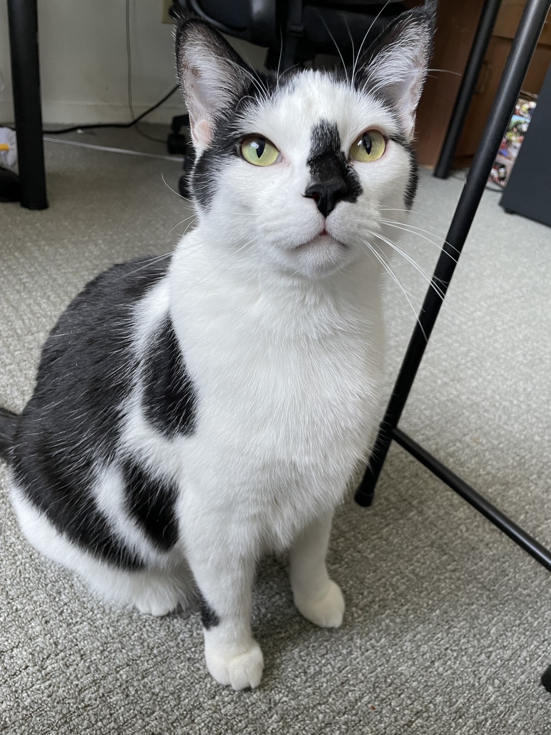 Sinbad, a cat found on Chonk Finder