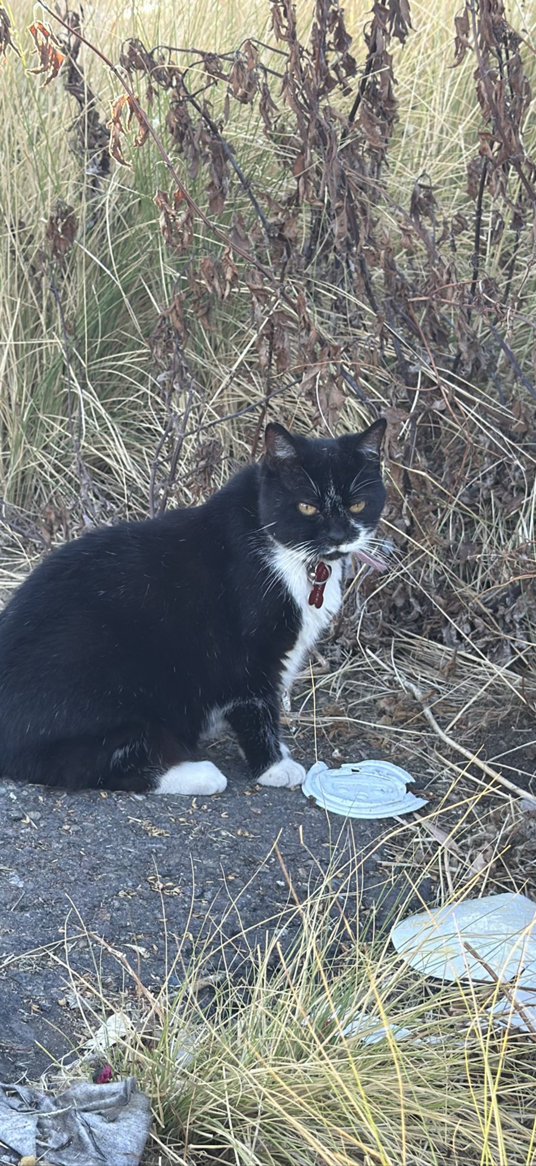 Spawn, a cat found on Chonk Finder