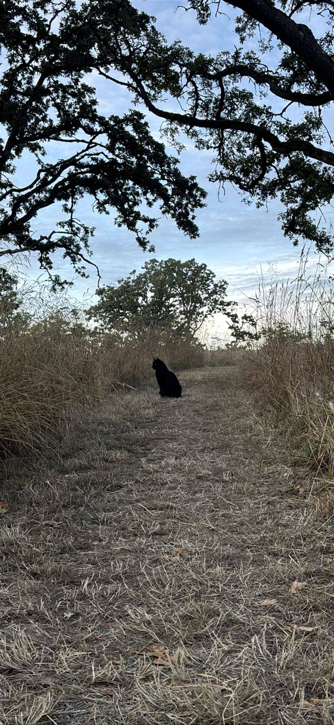 Ranger, a cat found on Chonk Finder