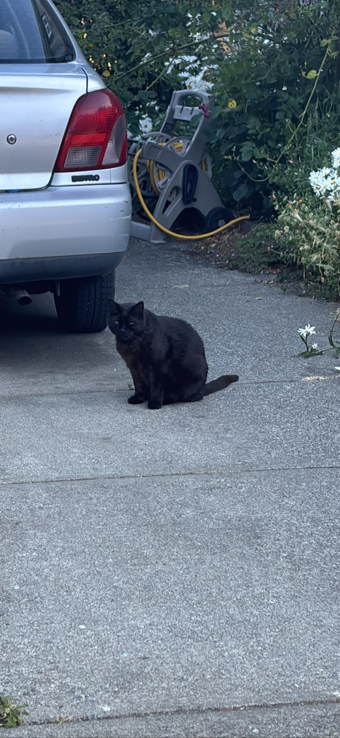 Echo, a cat found on Chonk Finder