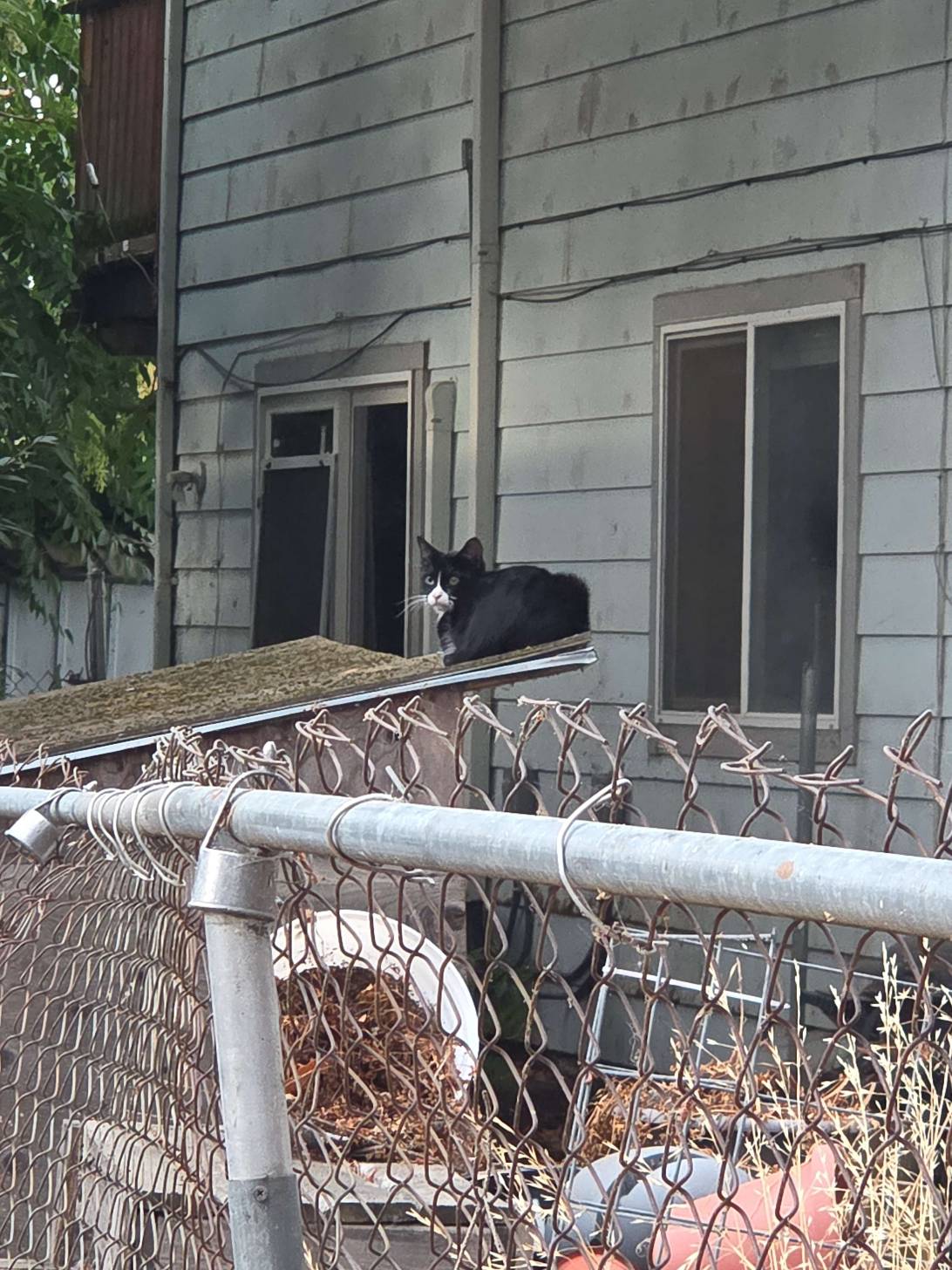 Clyde, a cat found on Chonk Finder