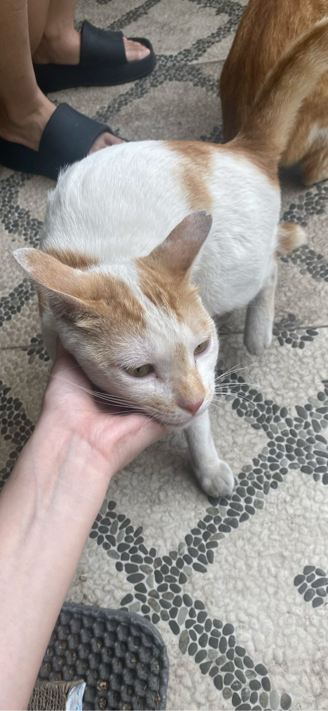 Honey, a cat found on Chonk Finder