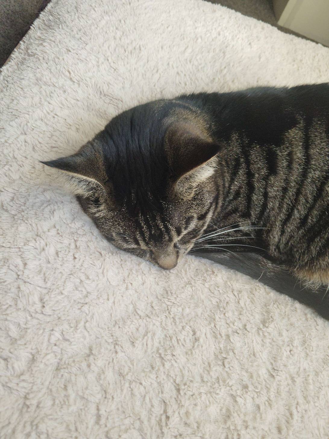 Skittles, a cat found on Chonk Finder