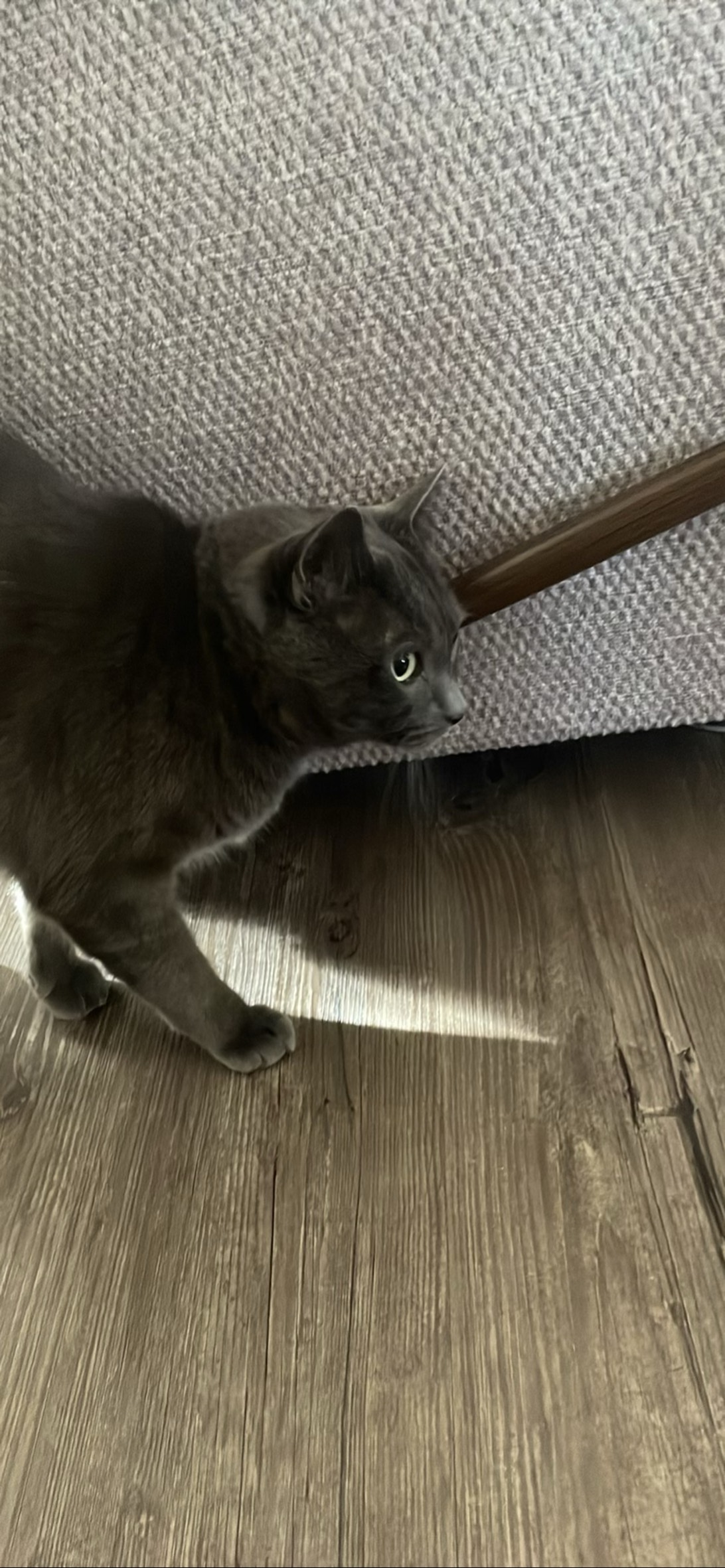 Frankie, a cat found on Chonk Finder