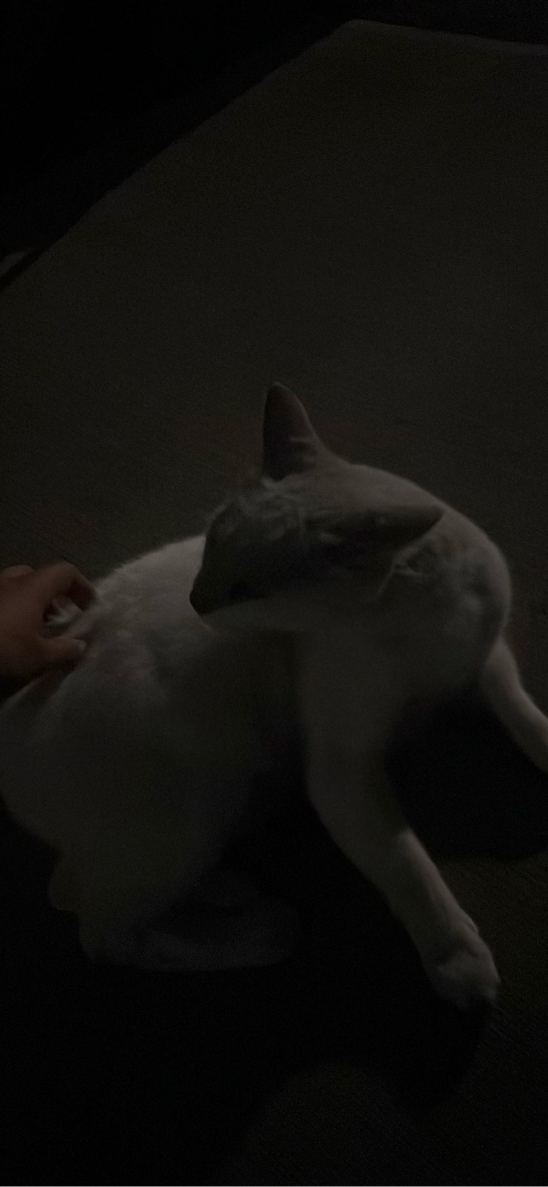 Nippy, a cat found on Chonk Finder