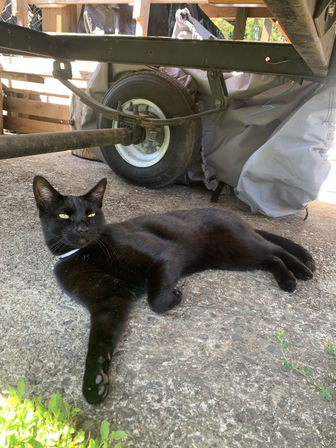 Mavrik, a cat found on Chonk Finder