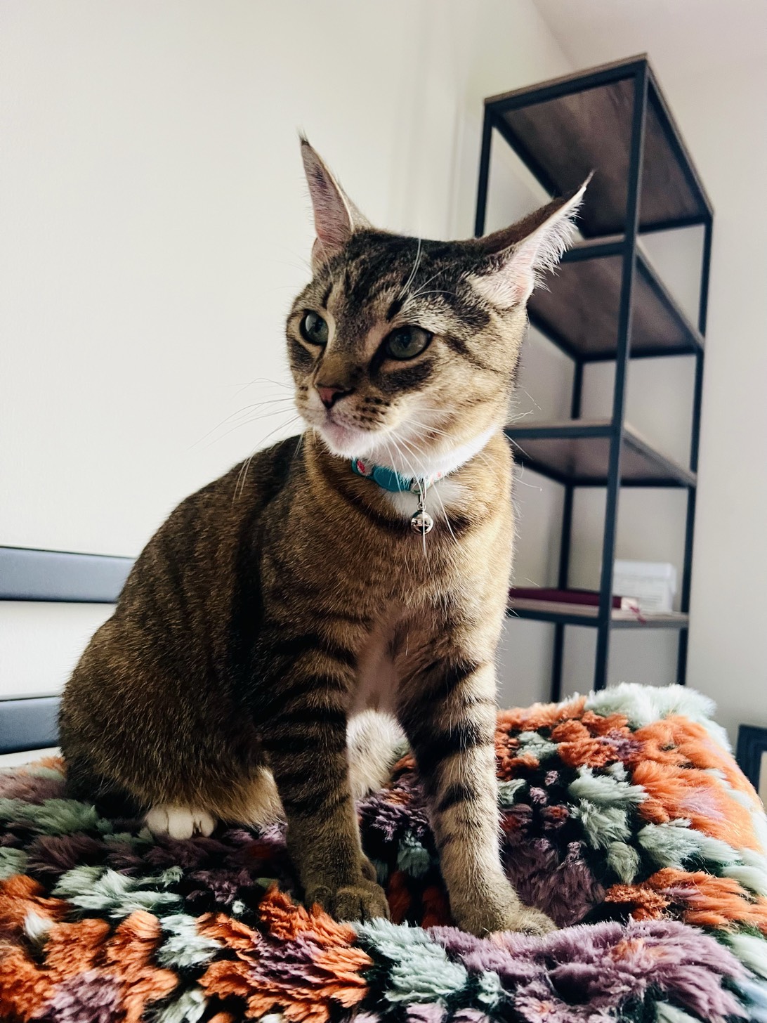 Hopper, a cat found on Chonk Finder