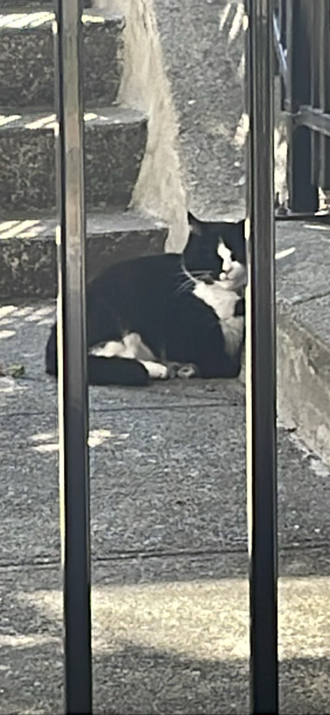 Sleeping Beauty, a cat found on Chonk Finder