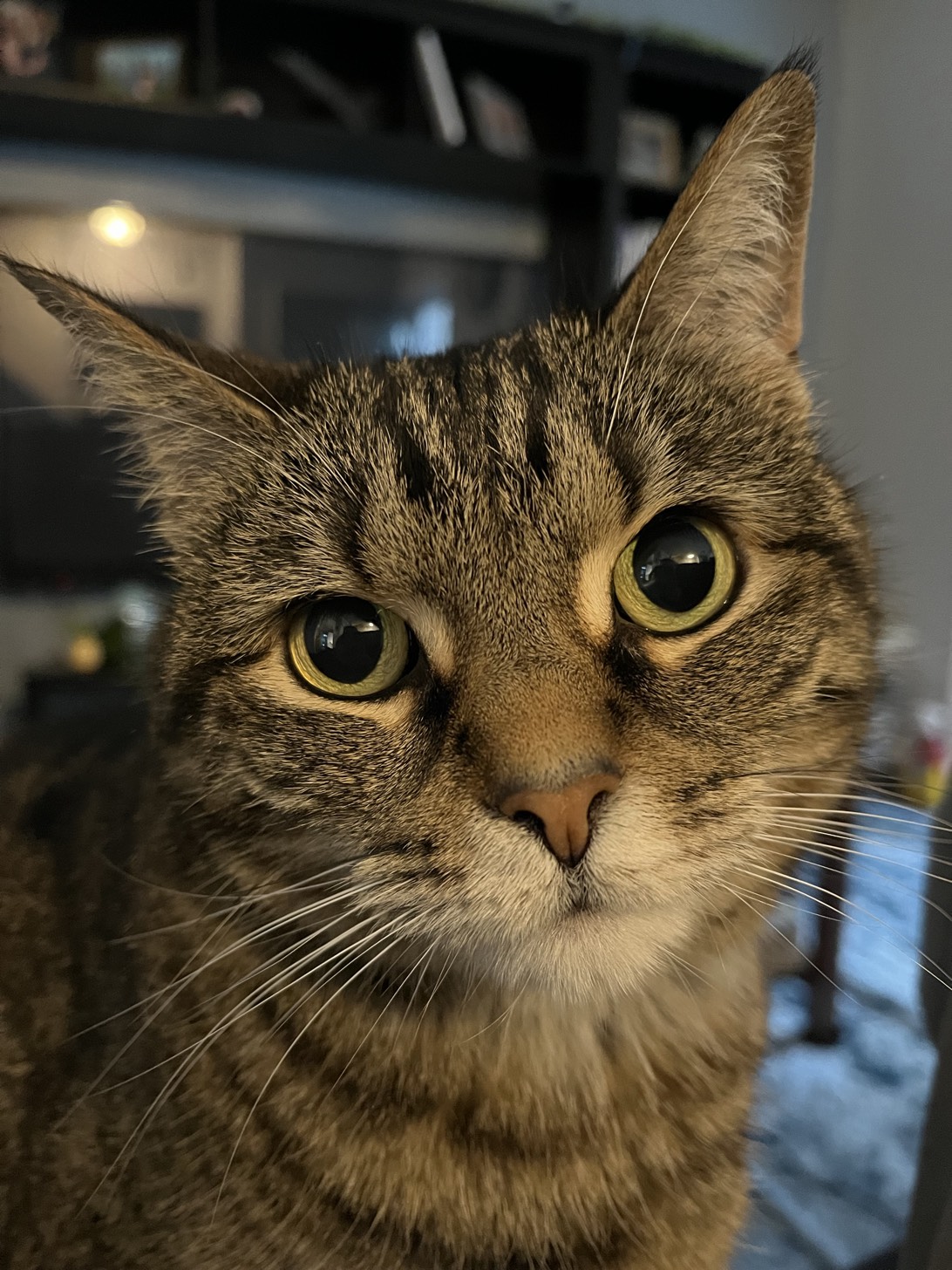 Princess, a cat found on Chonk Finder
