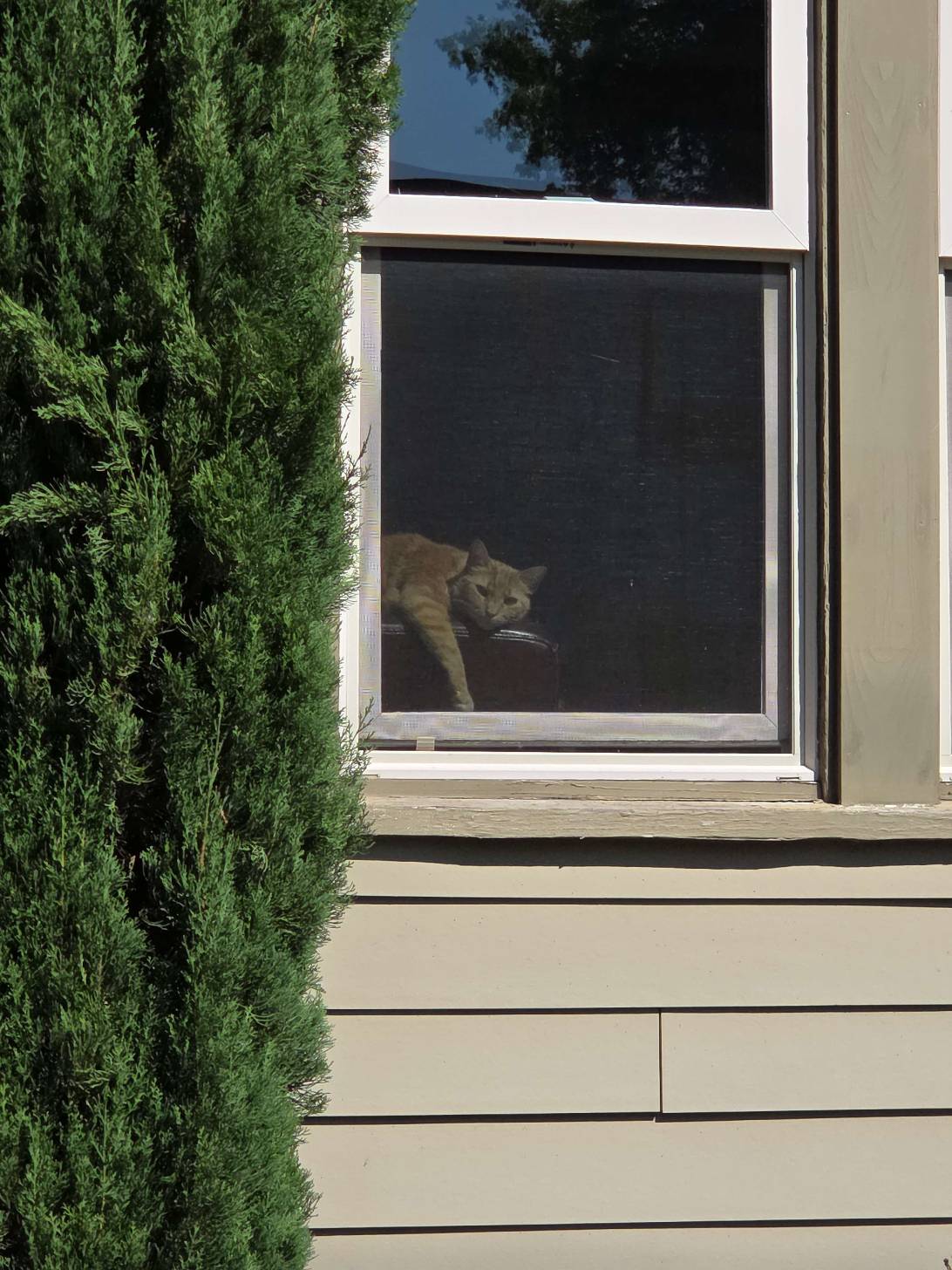 Sunny, a cat found on Chonk Finder
