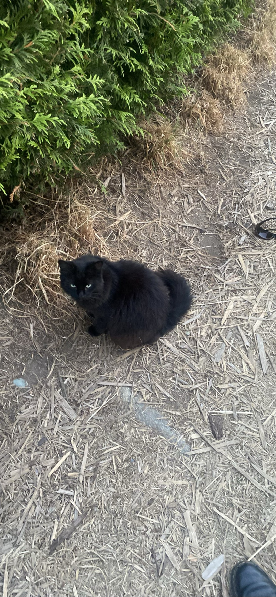 Shrub, a cat found on Chonk Finder