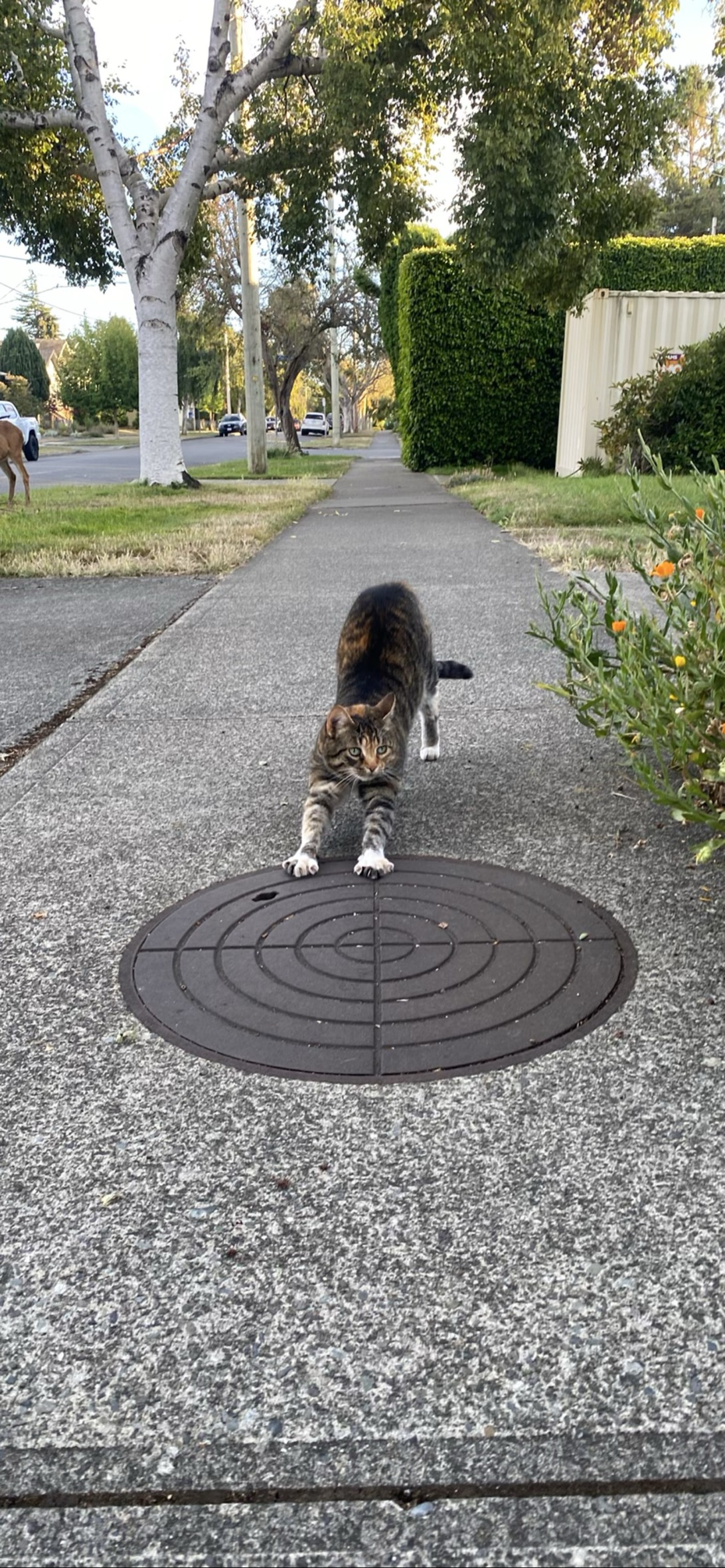 Termite, a cat found on Chonk Finder
