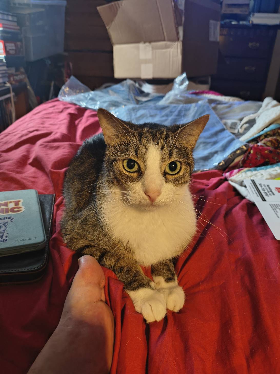 Doctor Detective Scratch, a cat found on Chonk Finder
