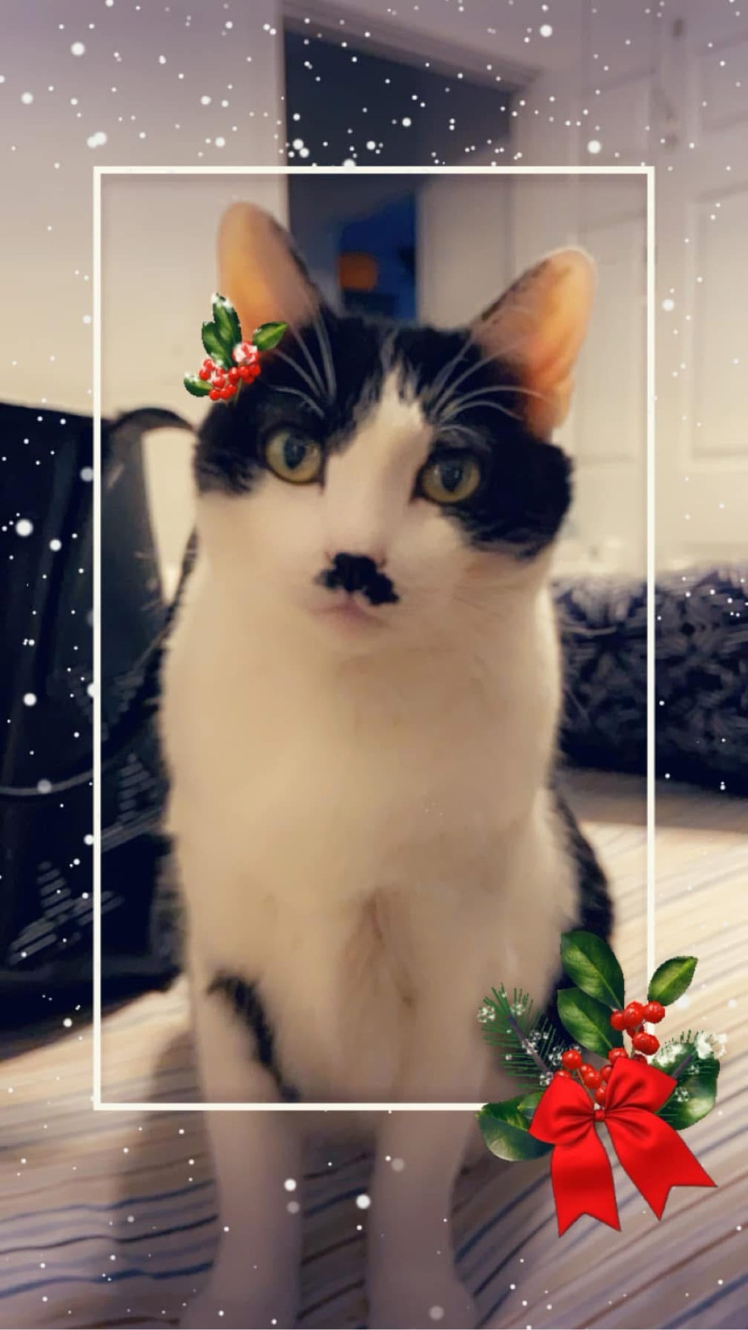Kitty, a cat found on Chonk Finder
