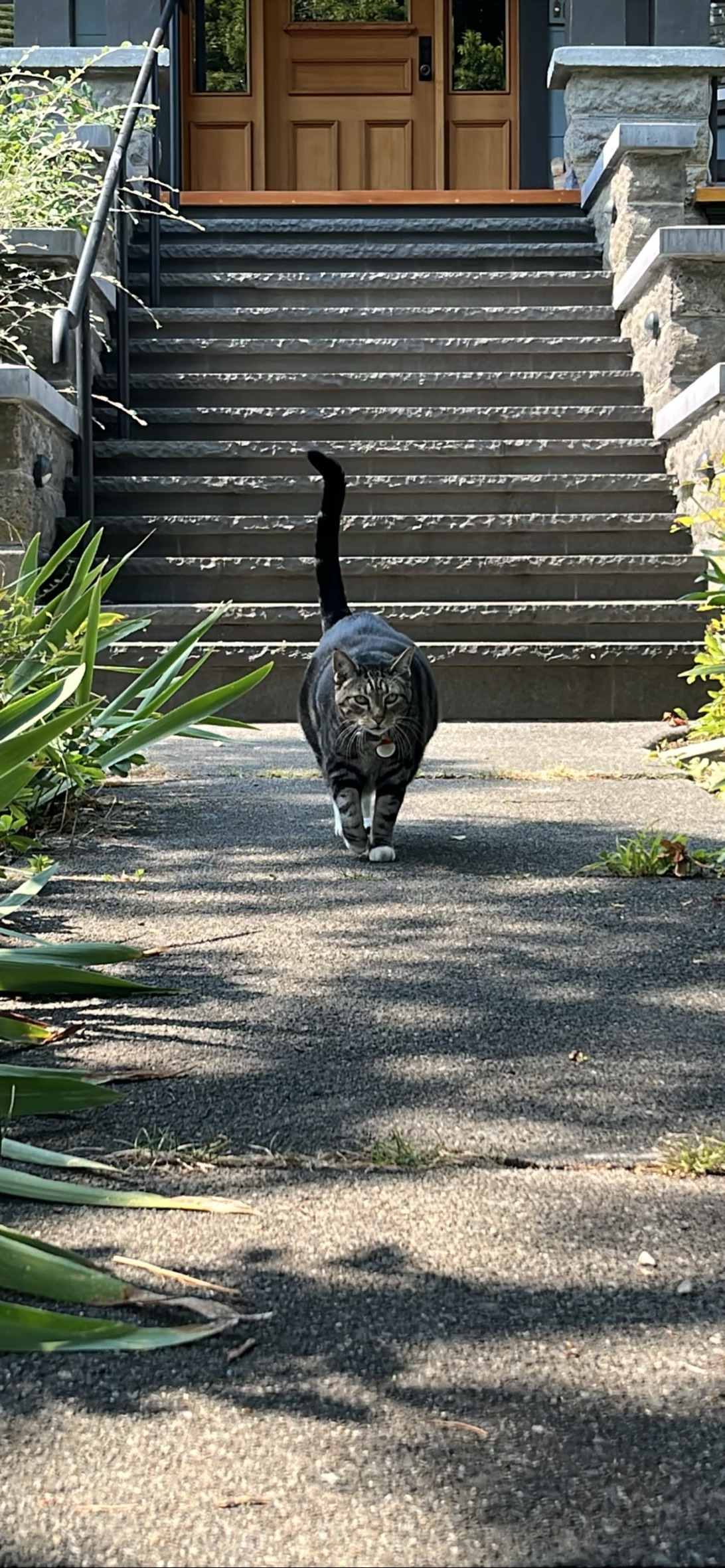 Fritz, a cat found on Chonk Finder