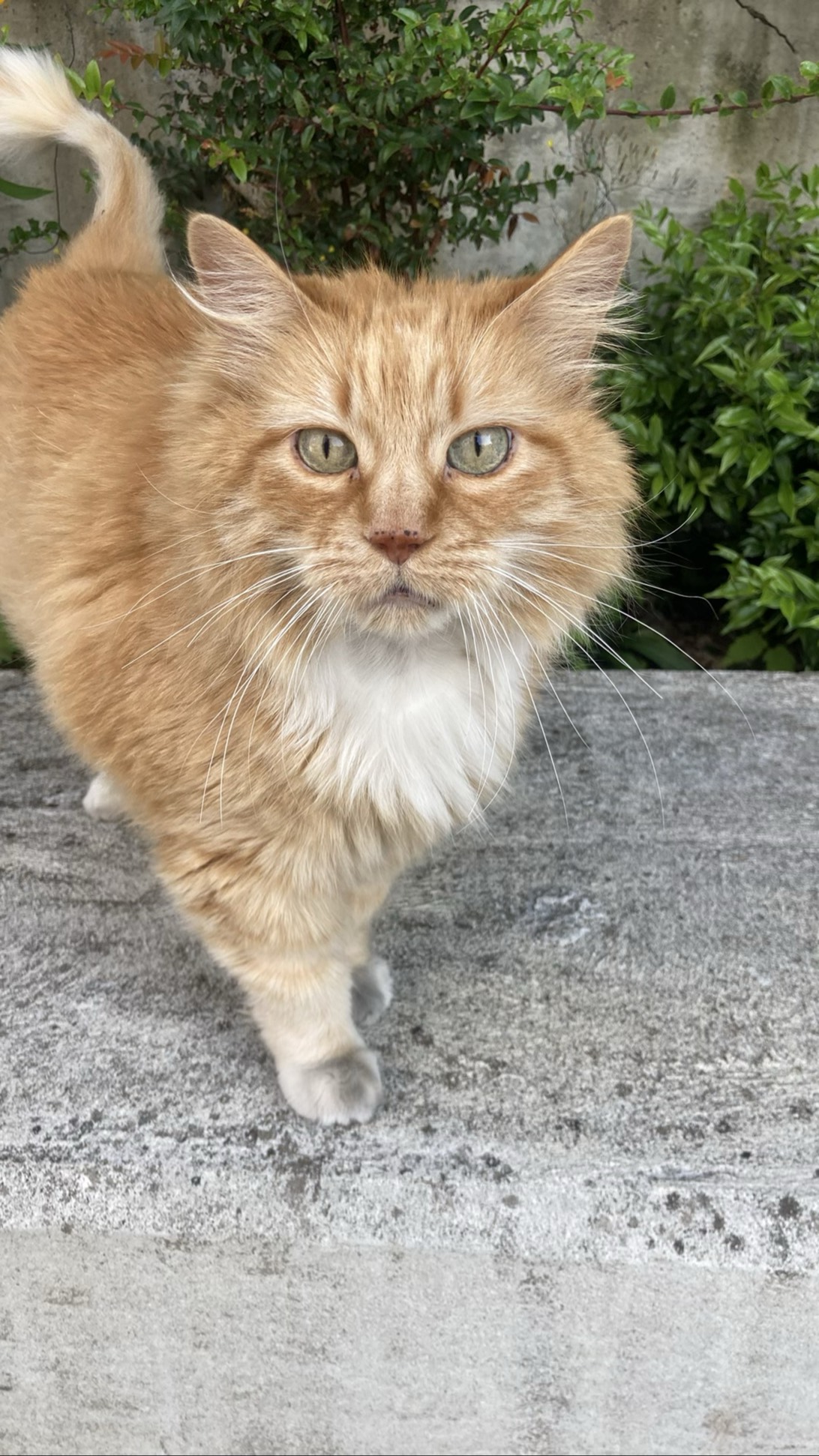Steven, a cat found on Chonk Finder