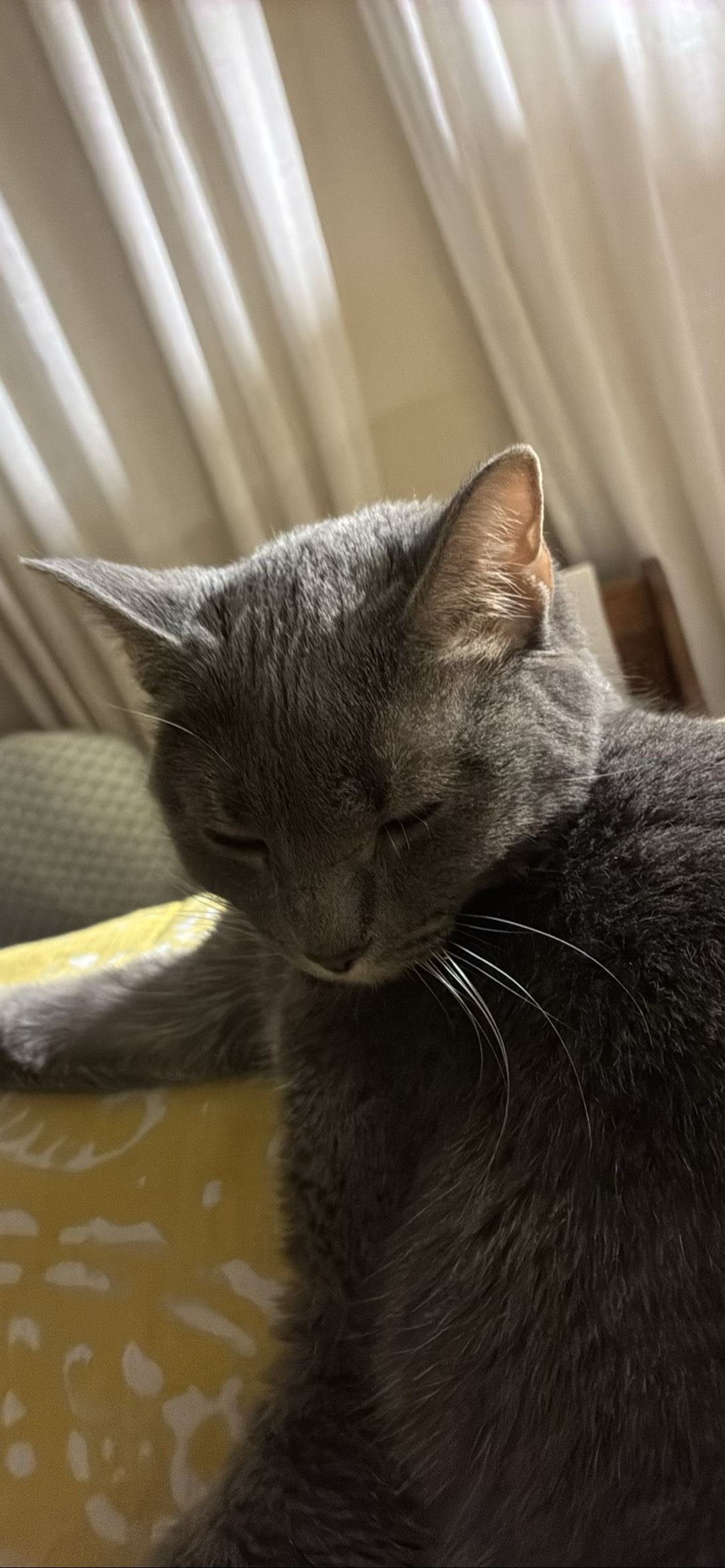Maxine, a cat found on Chonk Finder