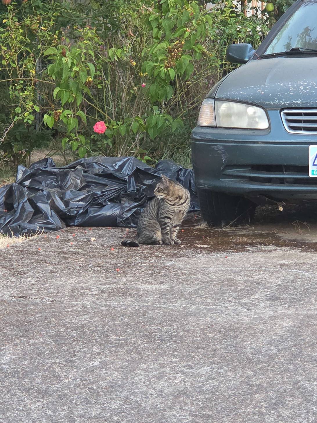 Rocco, a cat found on Chonk Finder