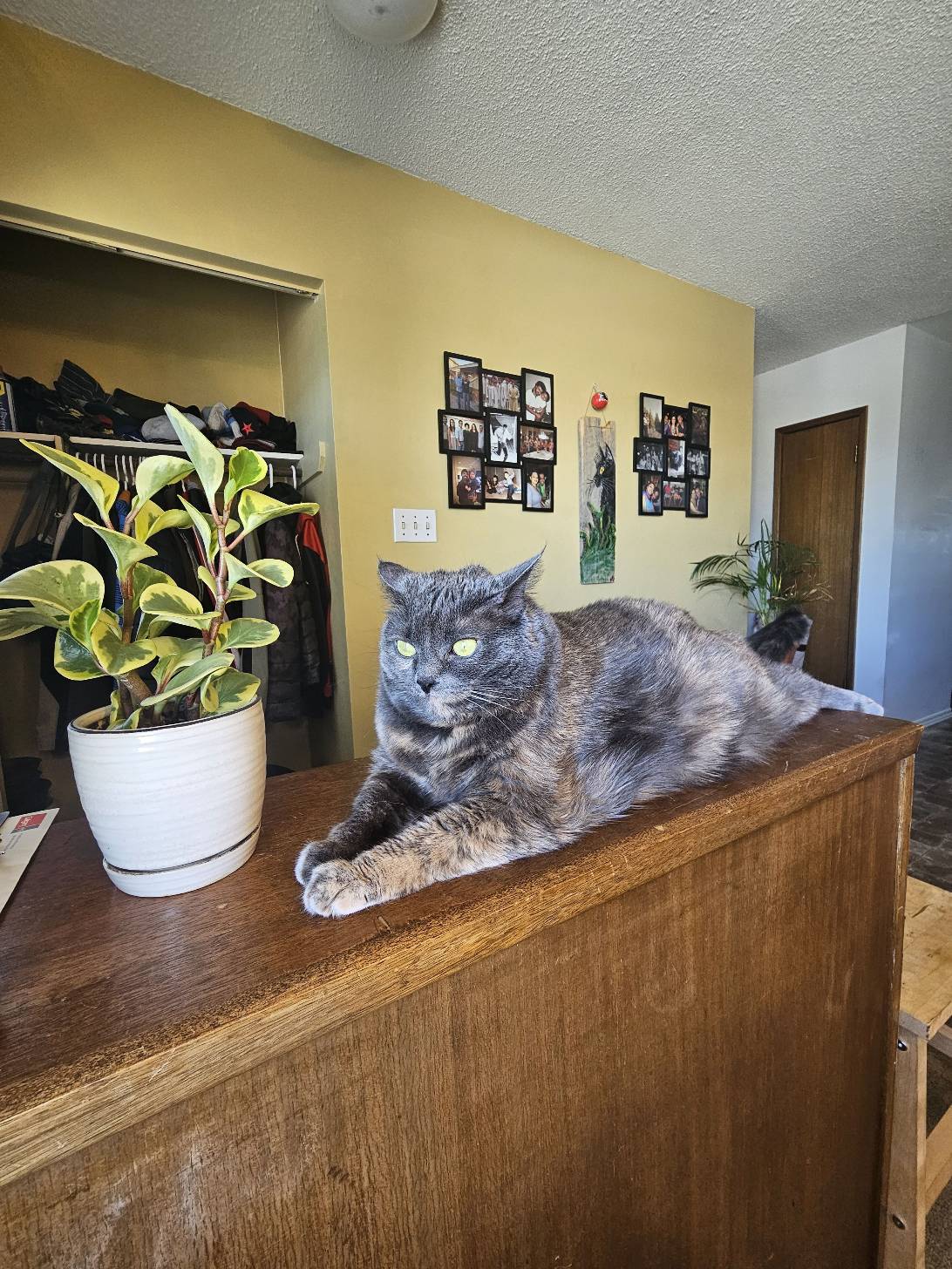 Freya, a cat found on Chonk Finder