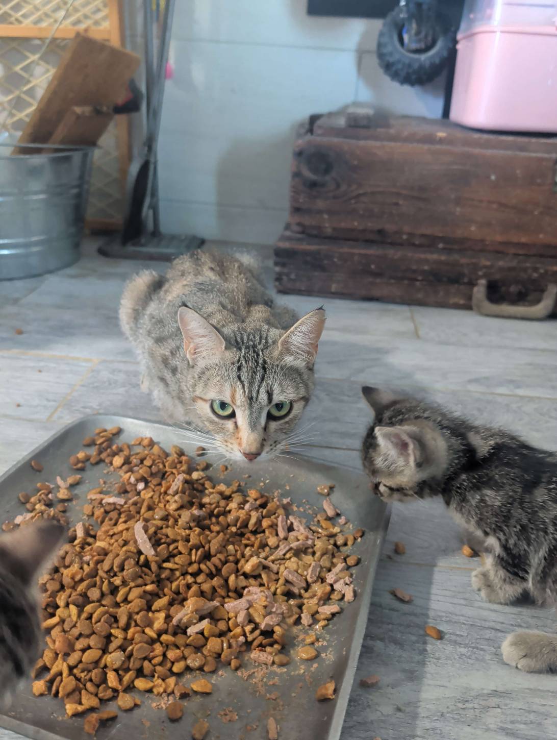 Chloe, a cat found on Chonk Finder