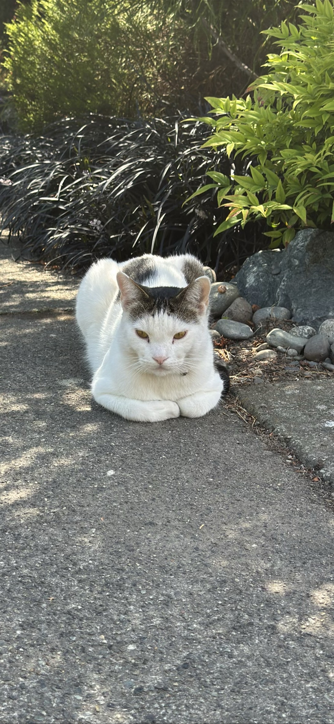 Brutus, a cat found on Chonk Finder