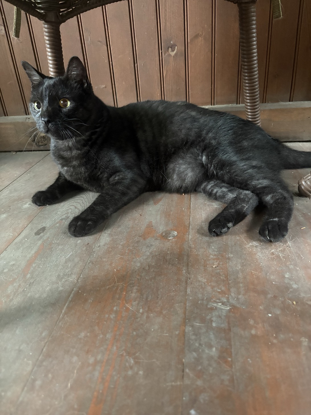 Nikko, a cat found on Chonk Finder