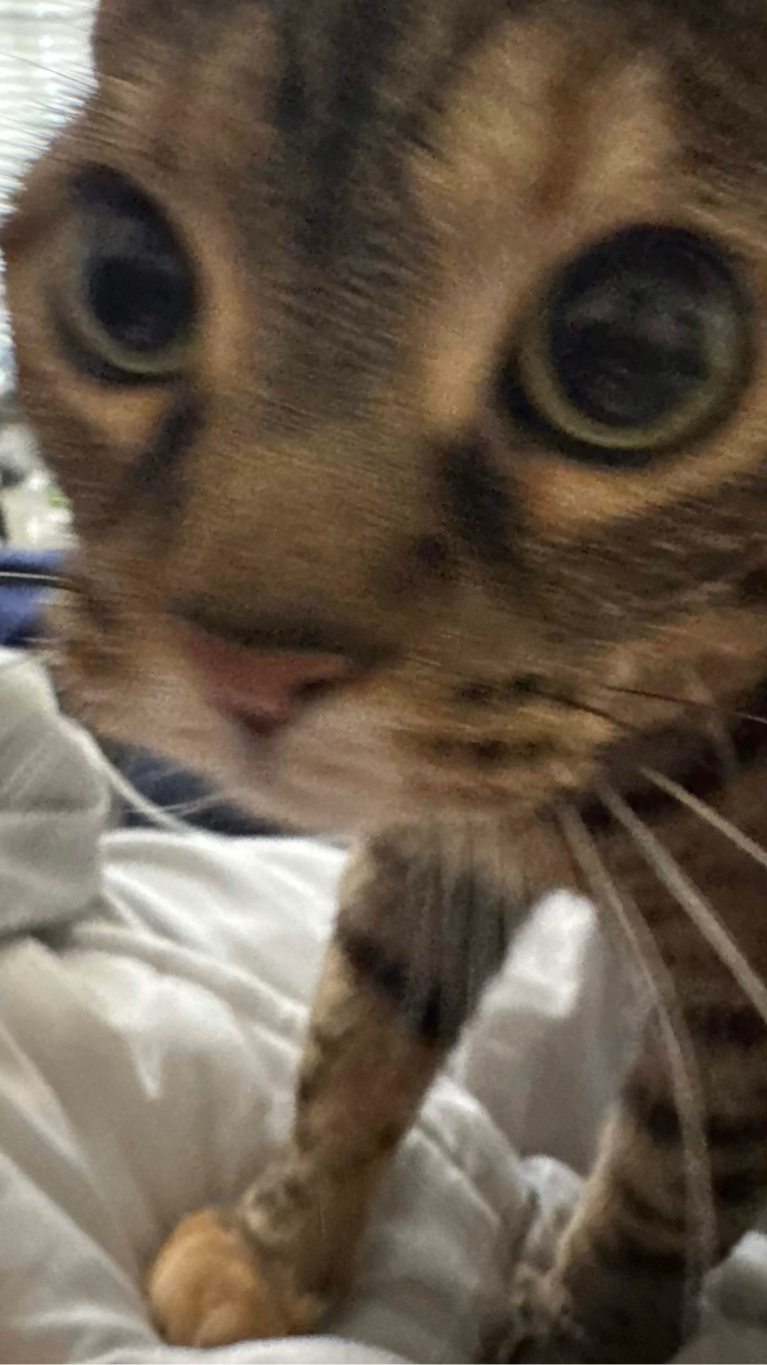 Zu, a cat found on Chonk Finder