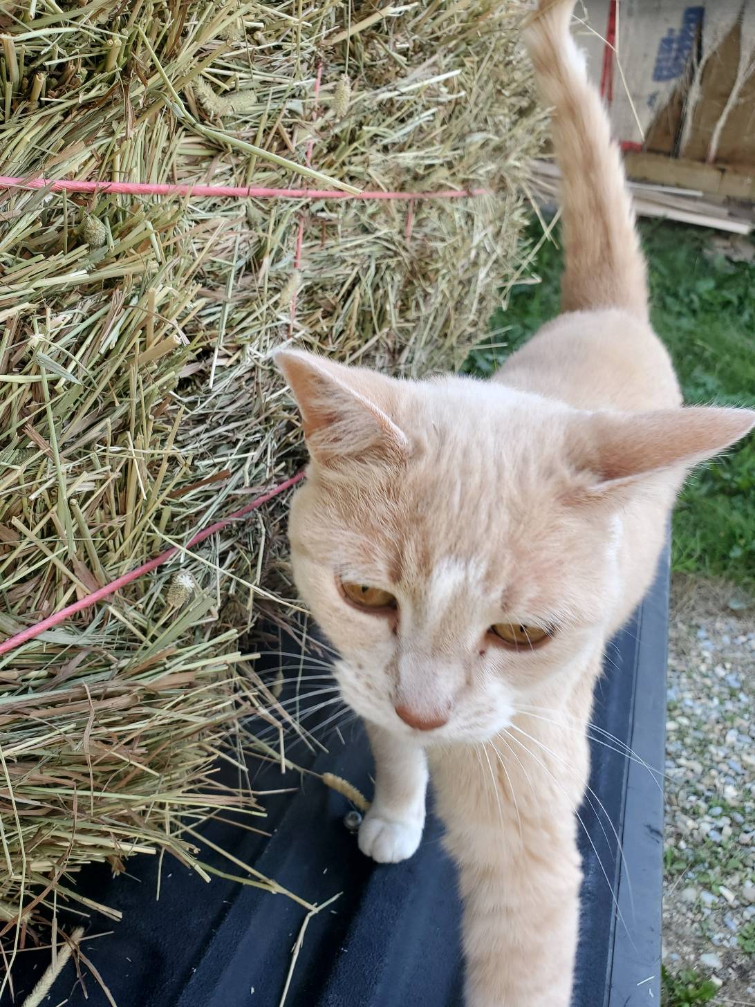 Aspen, a cat found on Chonk Finder
