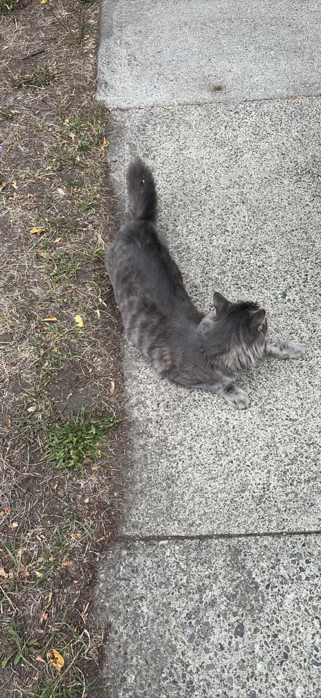 Georgie, a cat found on Chonk Finder