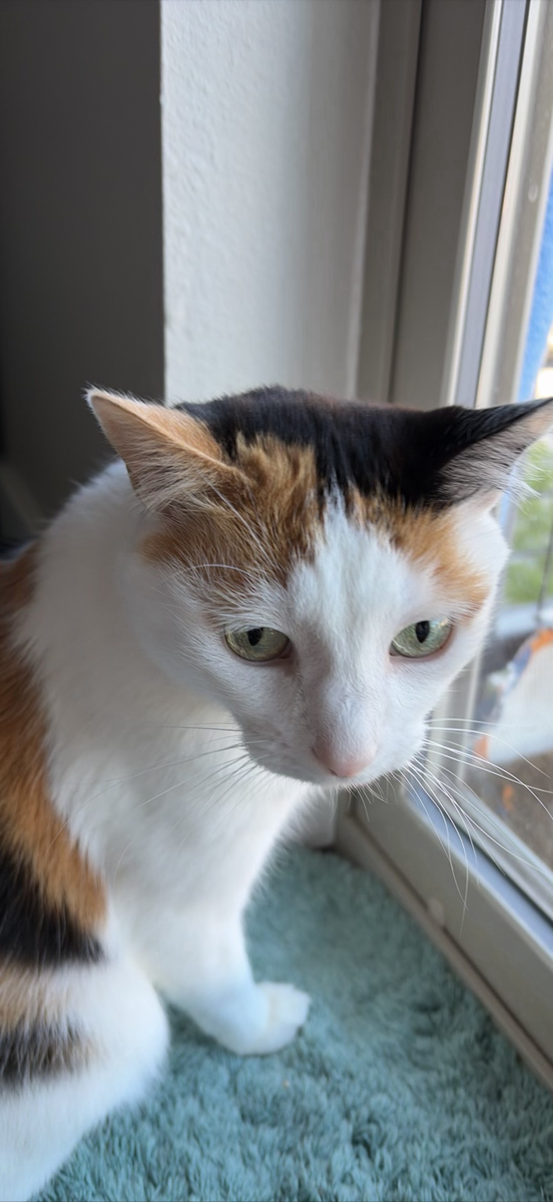 Michi bug, a cat found on Chonk Finder