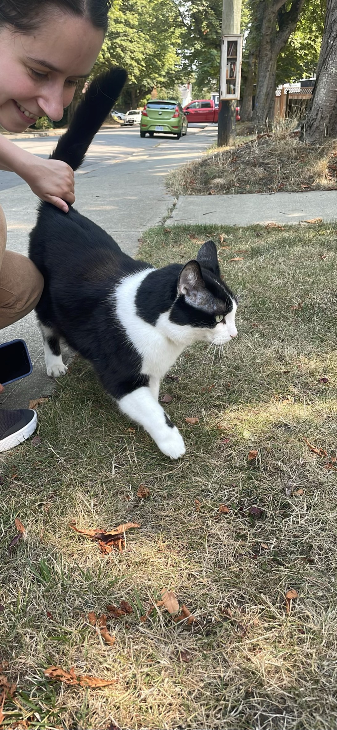 Kit, a cat found on Chonk Finder