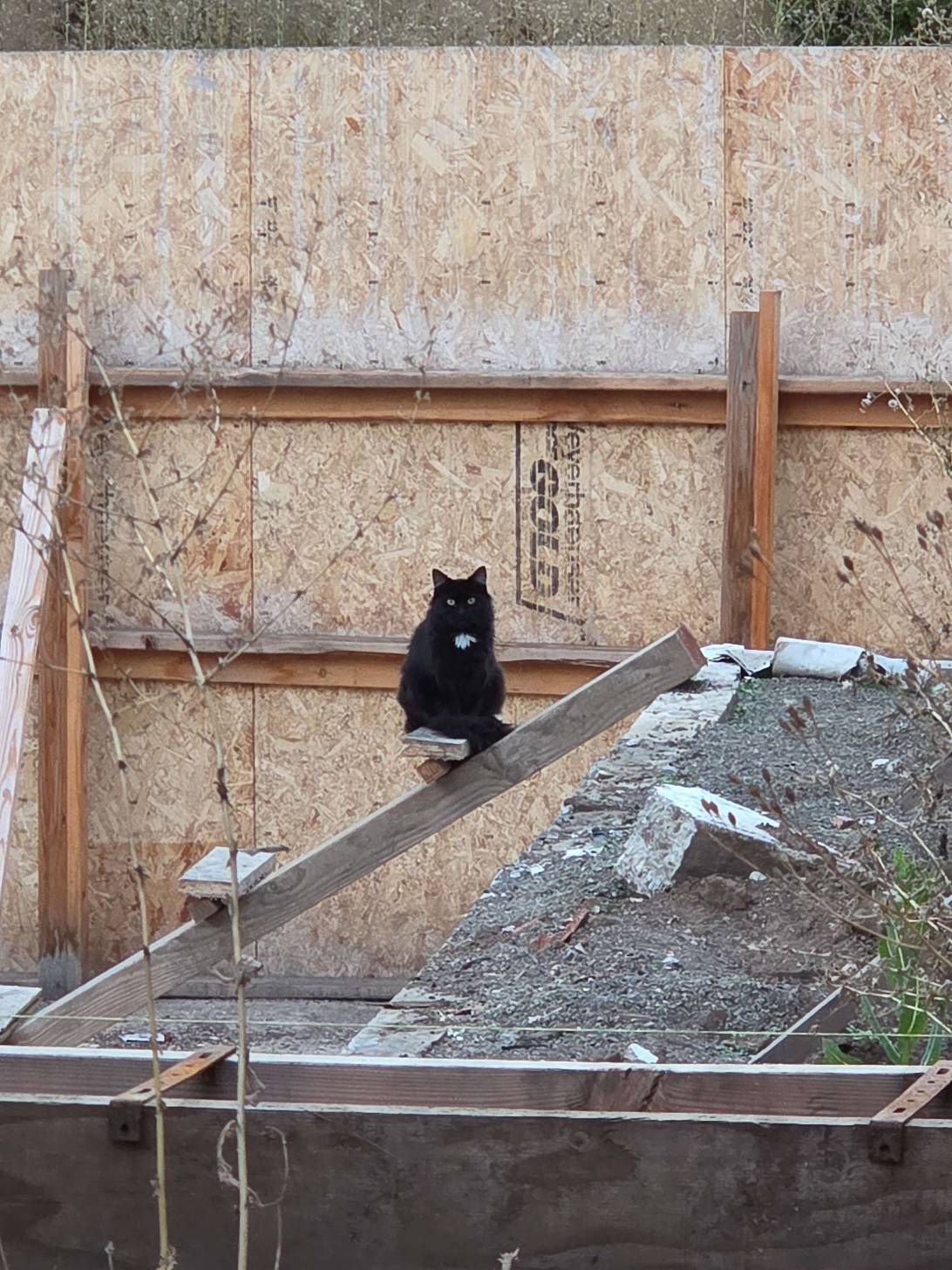 Foreman, a cat found on Chonk Finder