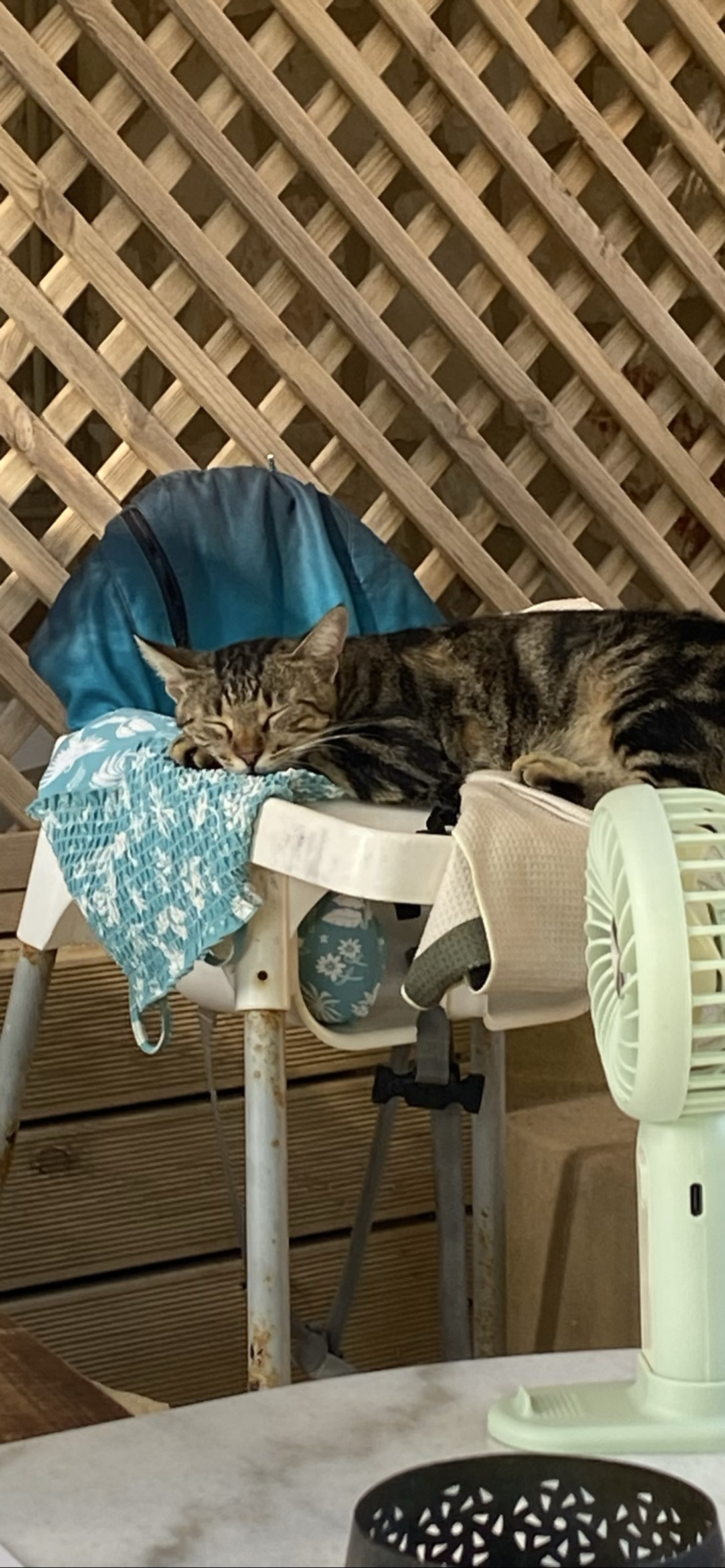 Dotty, a cat found on Chonk Finder