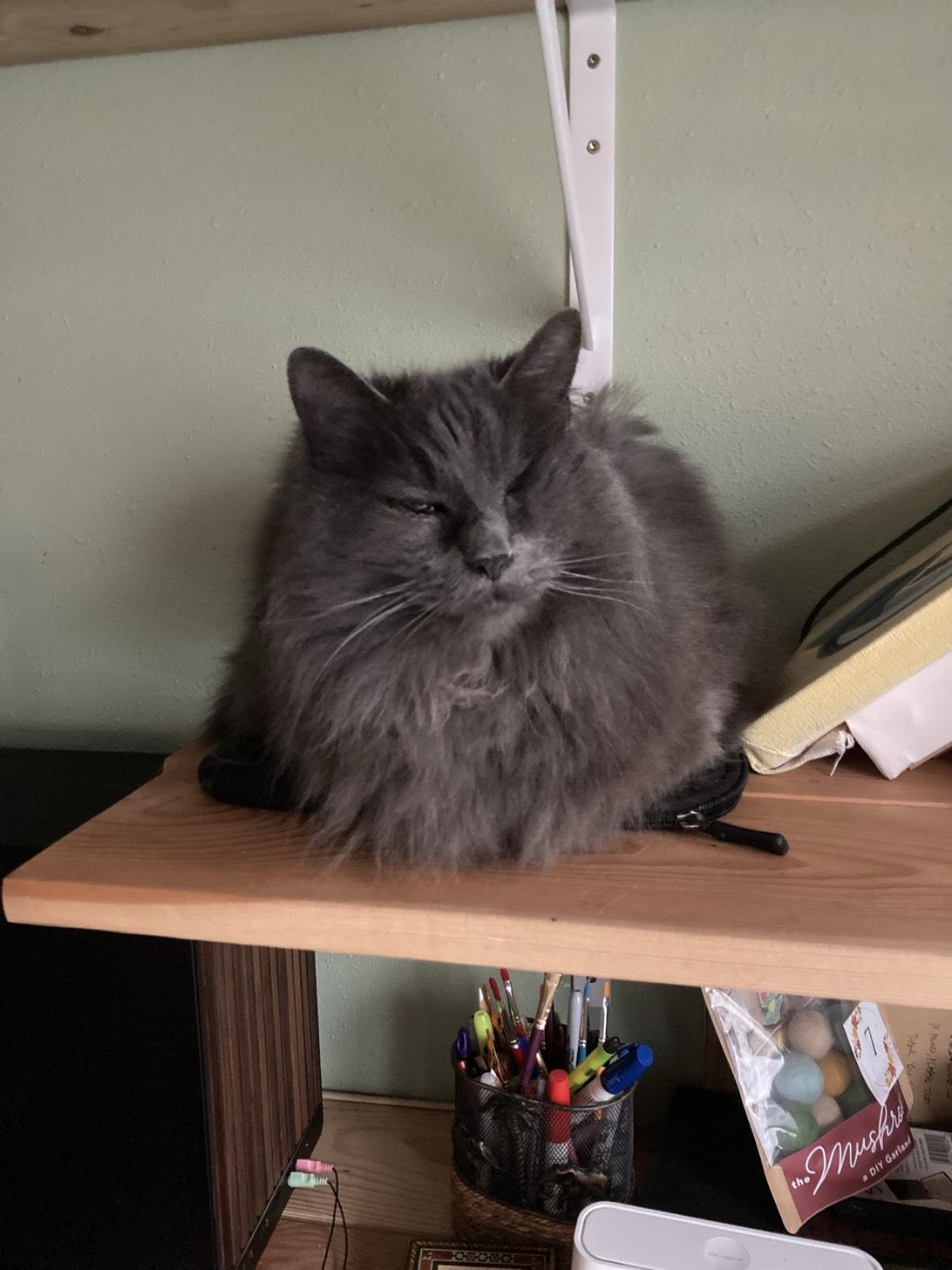 Cas, a cat found on Chonk Finder