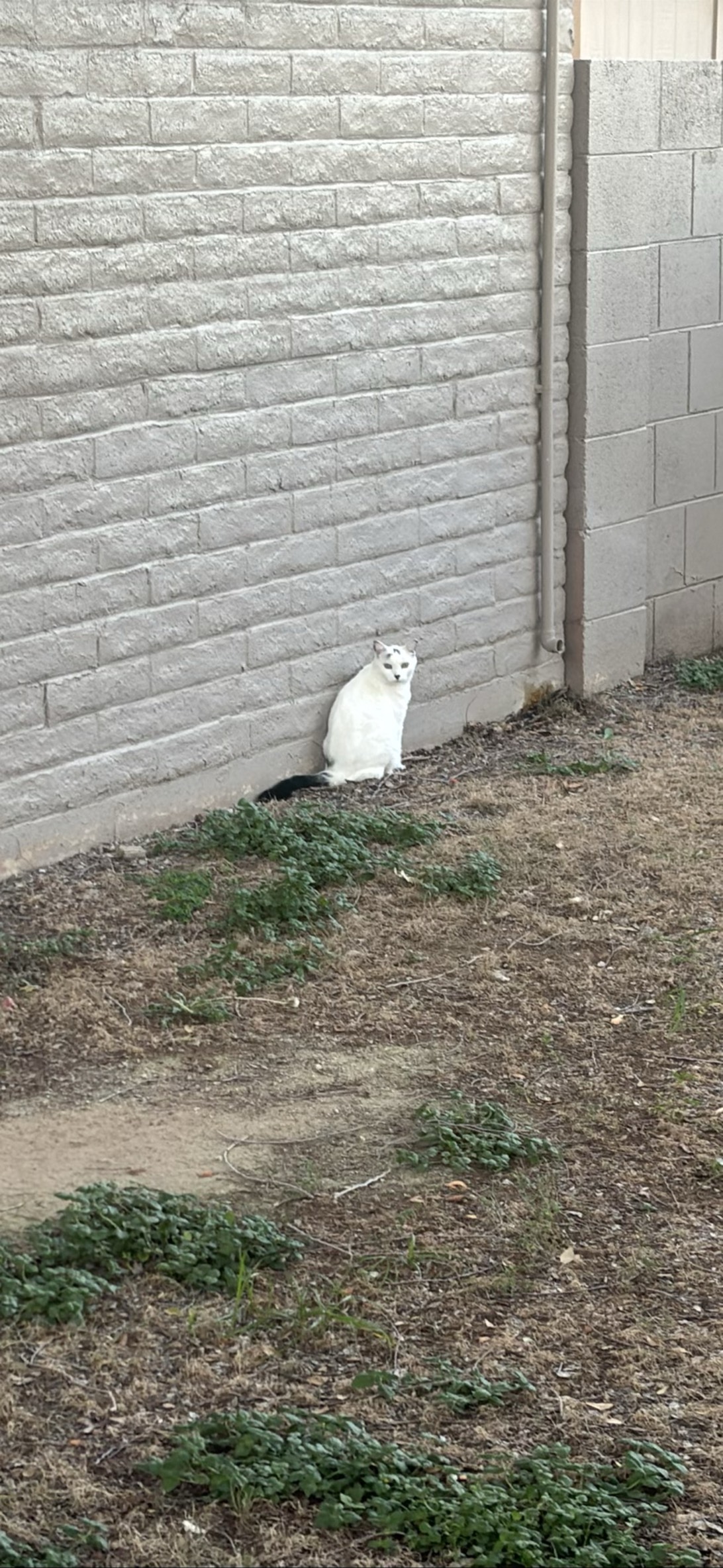 Eyebrows, a cat found on Chonk Finder