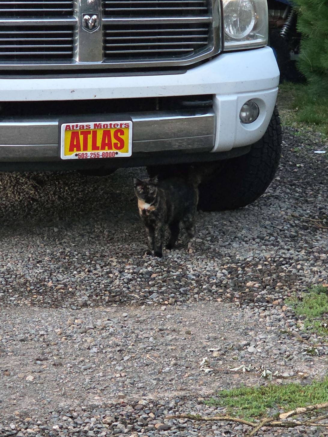 Dodge, a cat found on Chonk Finder