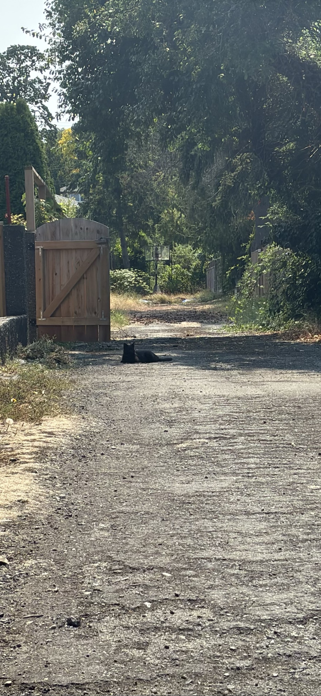 Clive, a cat found on Chonk Finder