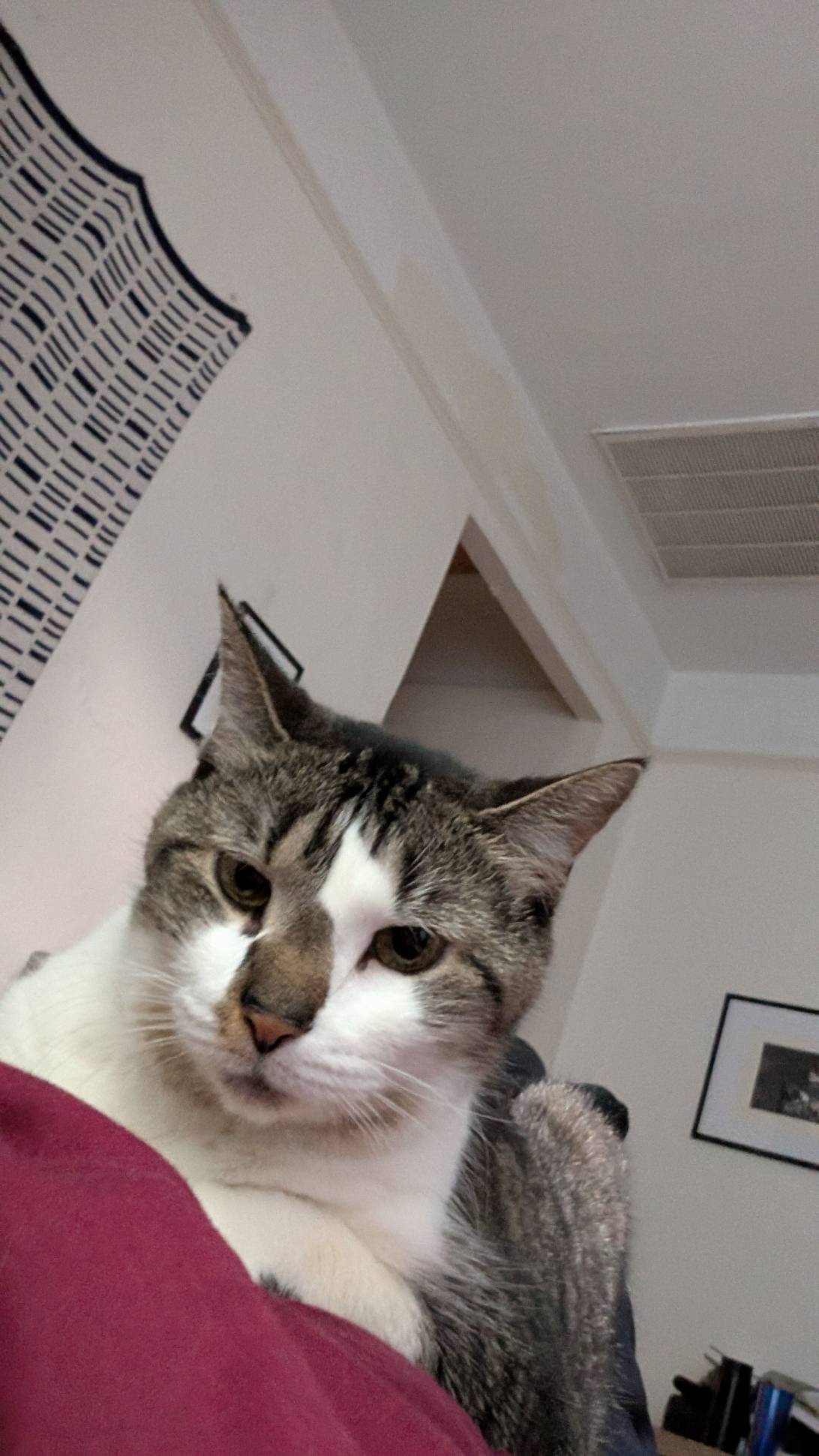 Boss, a cat found on Chonk Finder