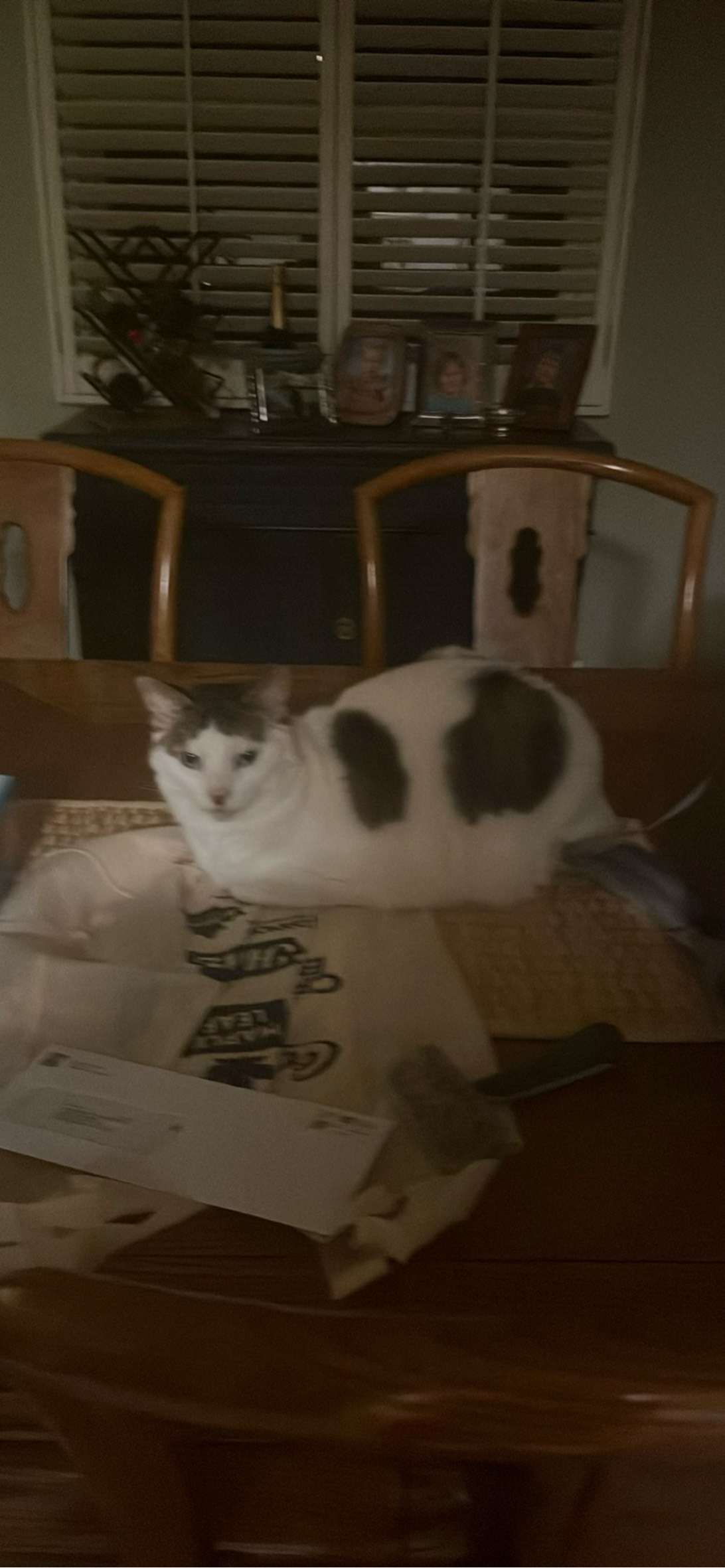 Millie, a cat found on Chonk Finder