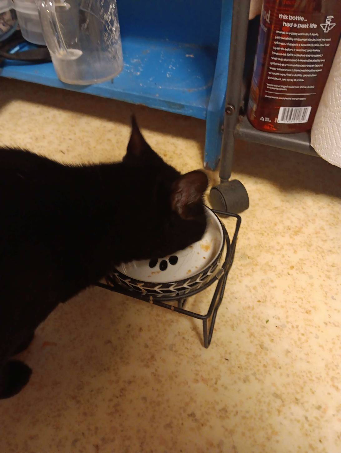 Sparks, a cat found on Chonk Finder
