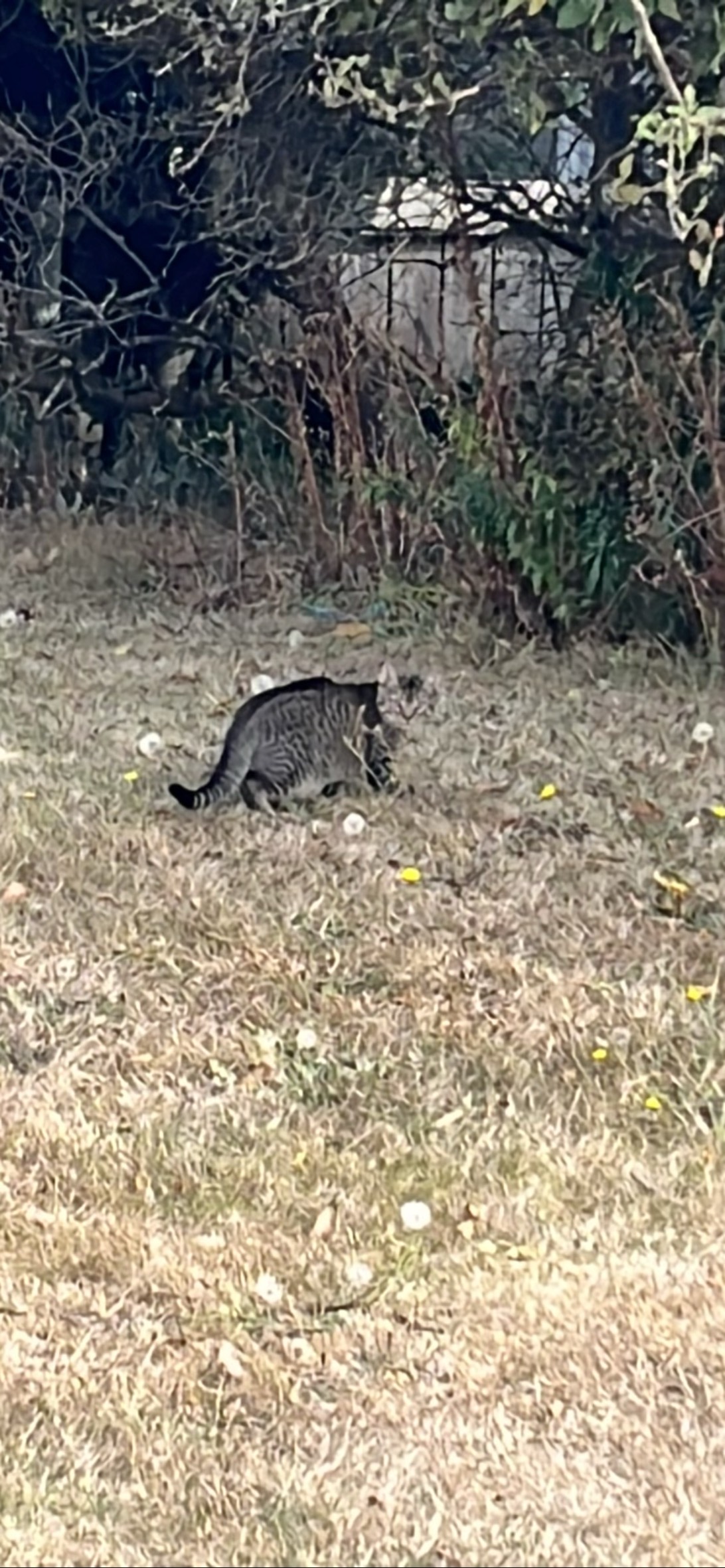 Ranger, a cat found on Chonk Finder