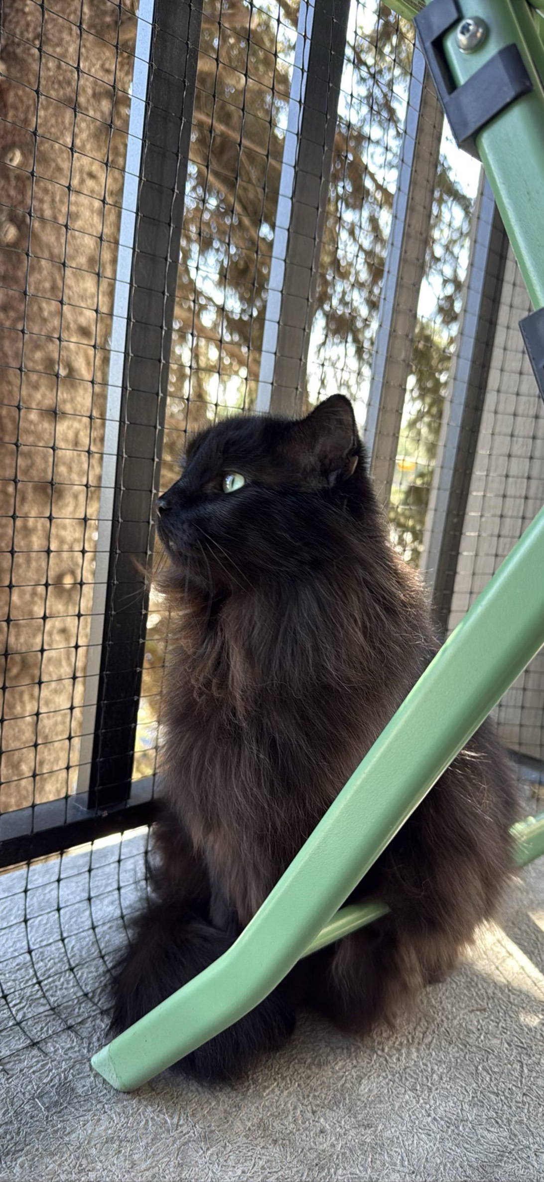 Heathcliff, a cat found on Chonk Finder