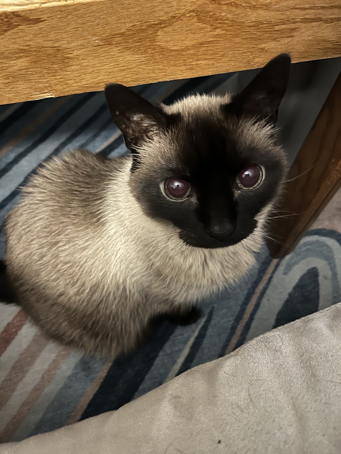 Suki, a cat found on Chonk Finder