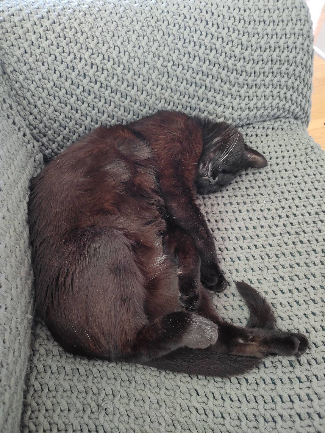 Ted, a cat found on Chonk Finder