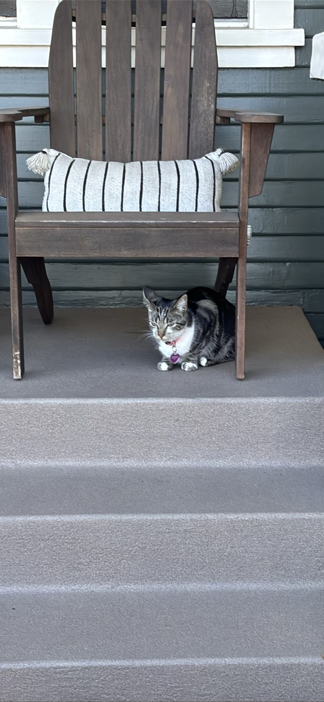 Mabel, a cat found on Chonk Finder
