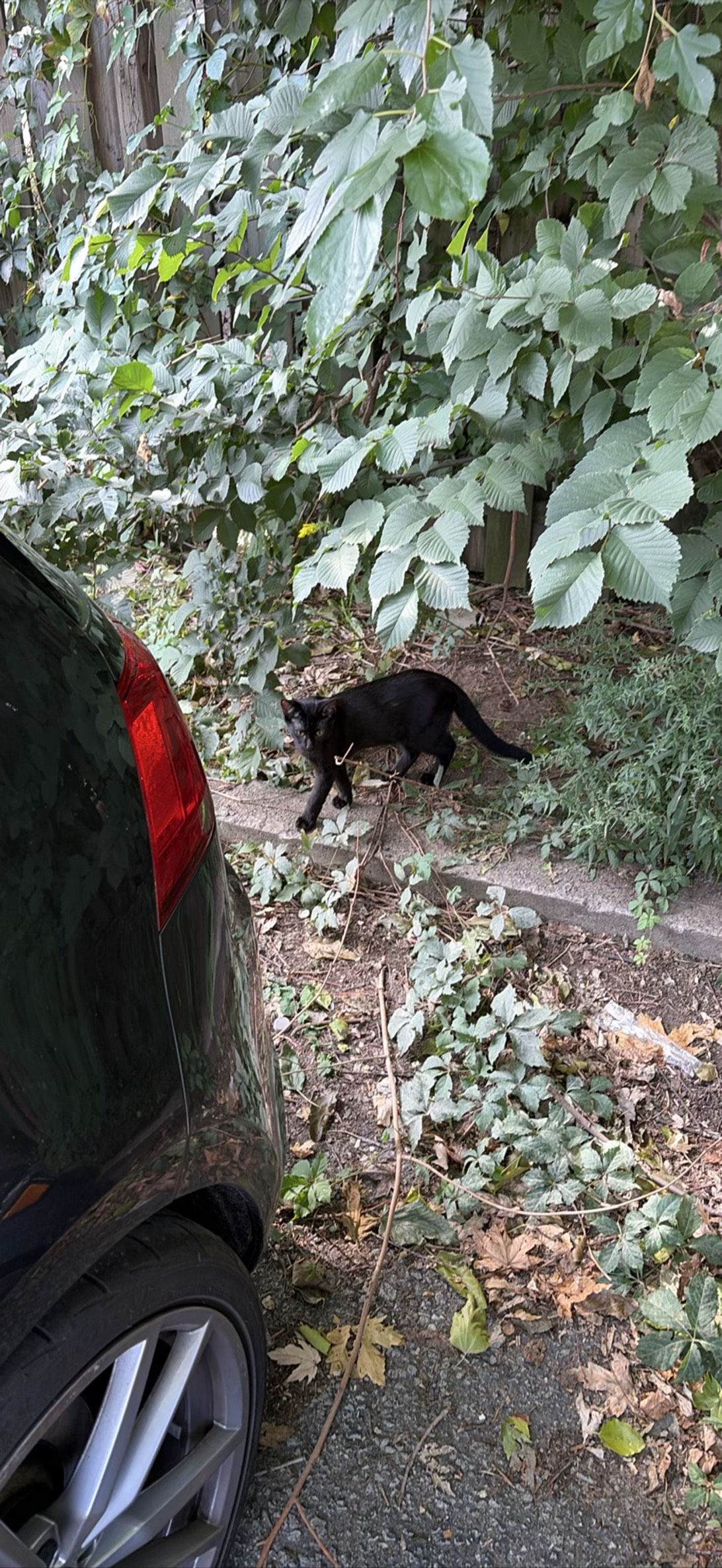 Little Jim, a cat found on Chonk Finder