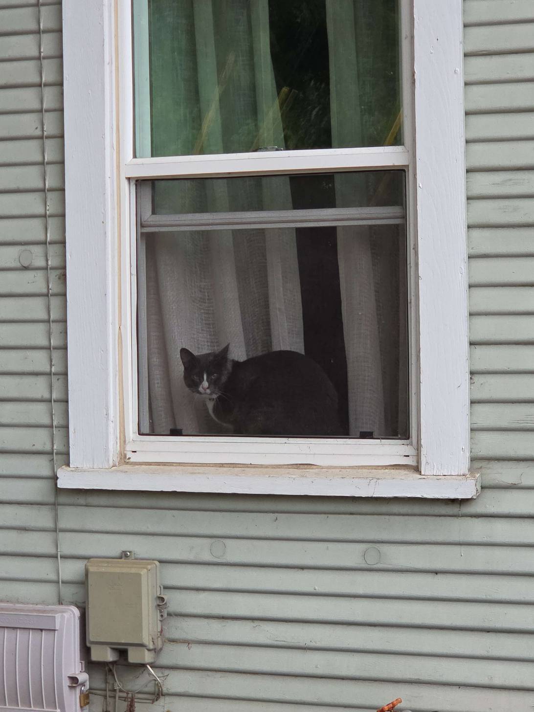 Wendell, a cat found on Chonk Finder
