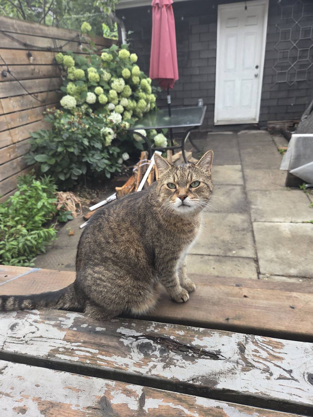 Casanova, a cat found on Chonk Finder