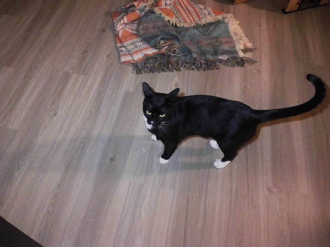 Higgs boson, a cat found on Chonk Finder