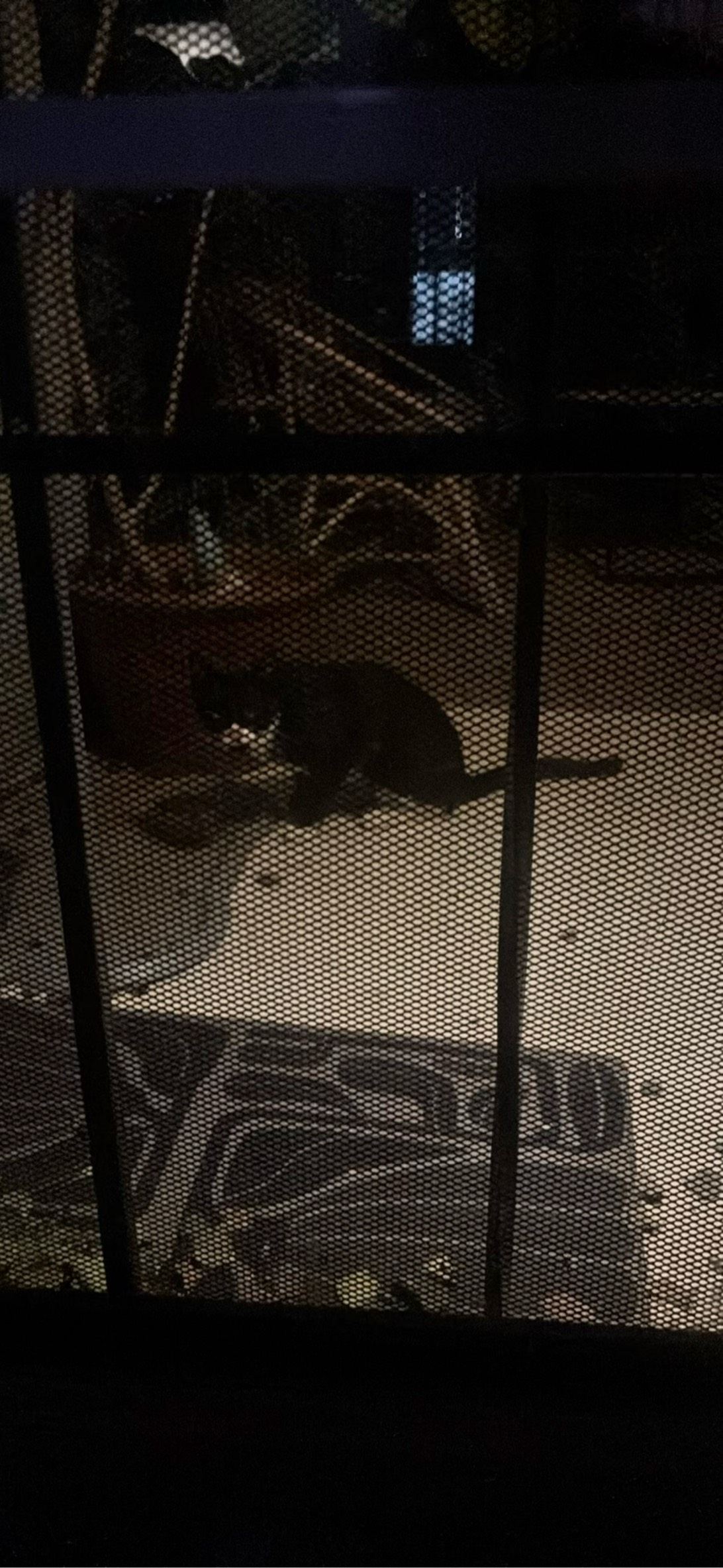 Minnie, a cat found on Chonk Finder